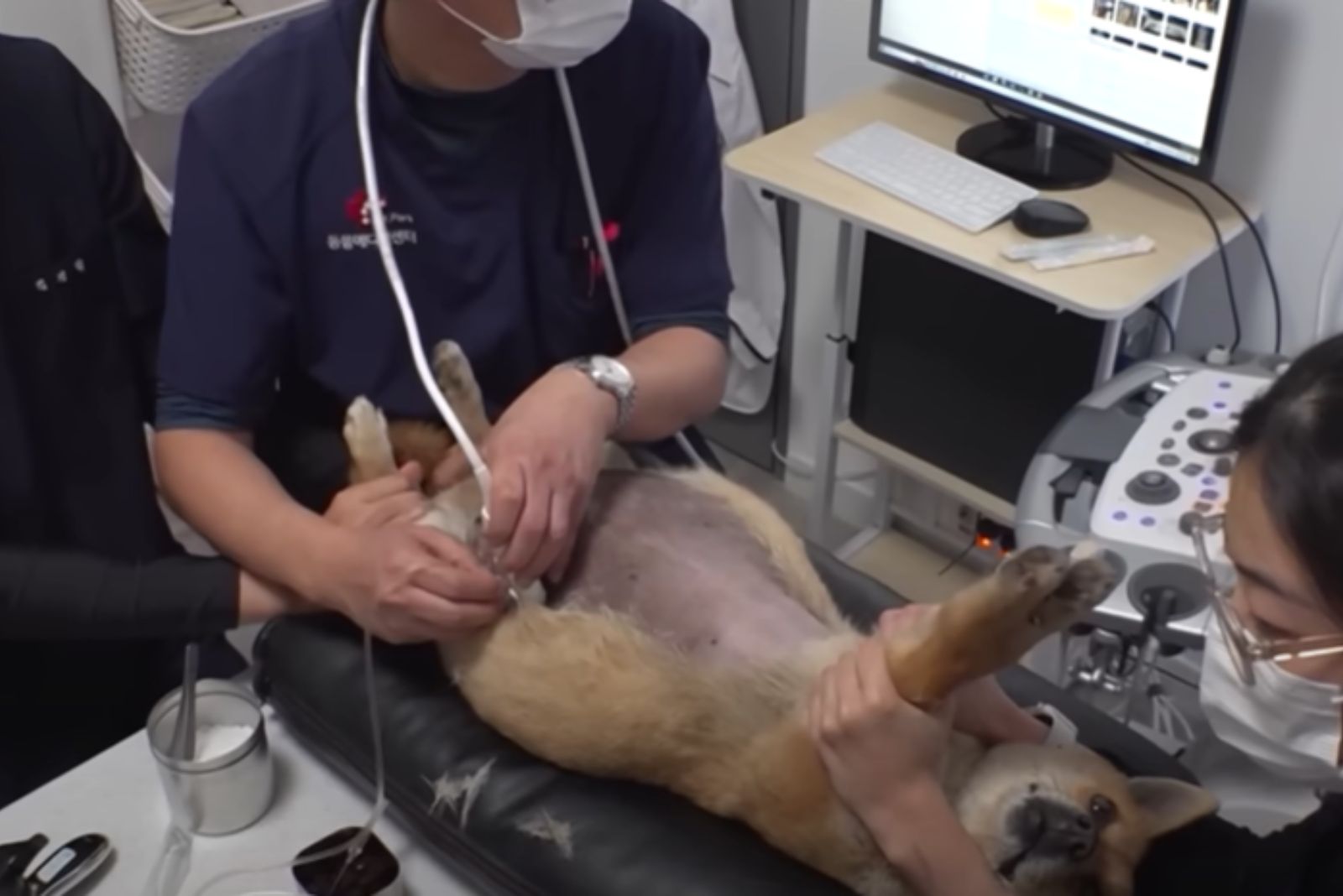 veterinarios atendiendo perro