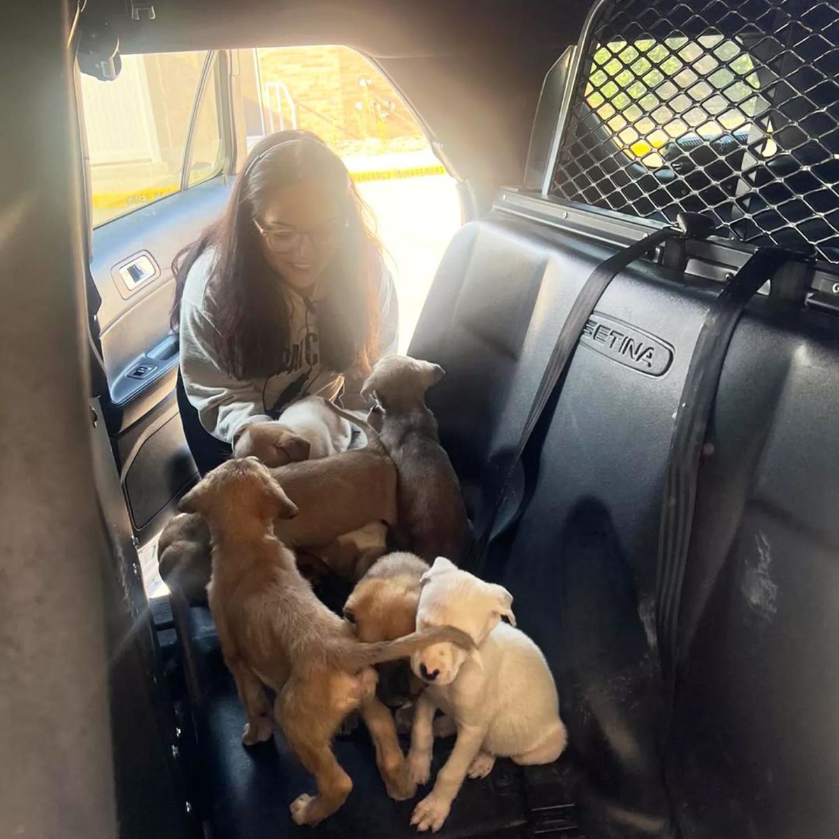 persona introduciendo cachorros en automóvil