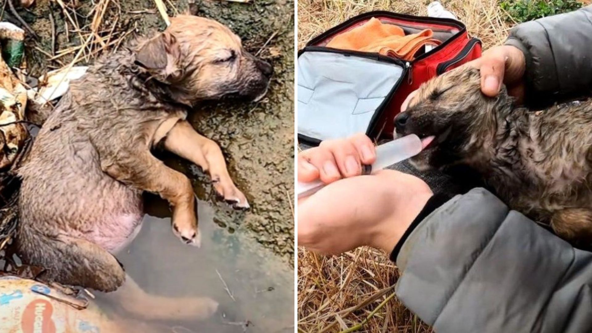 cachorro abandonado en una zanja