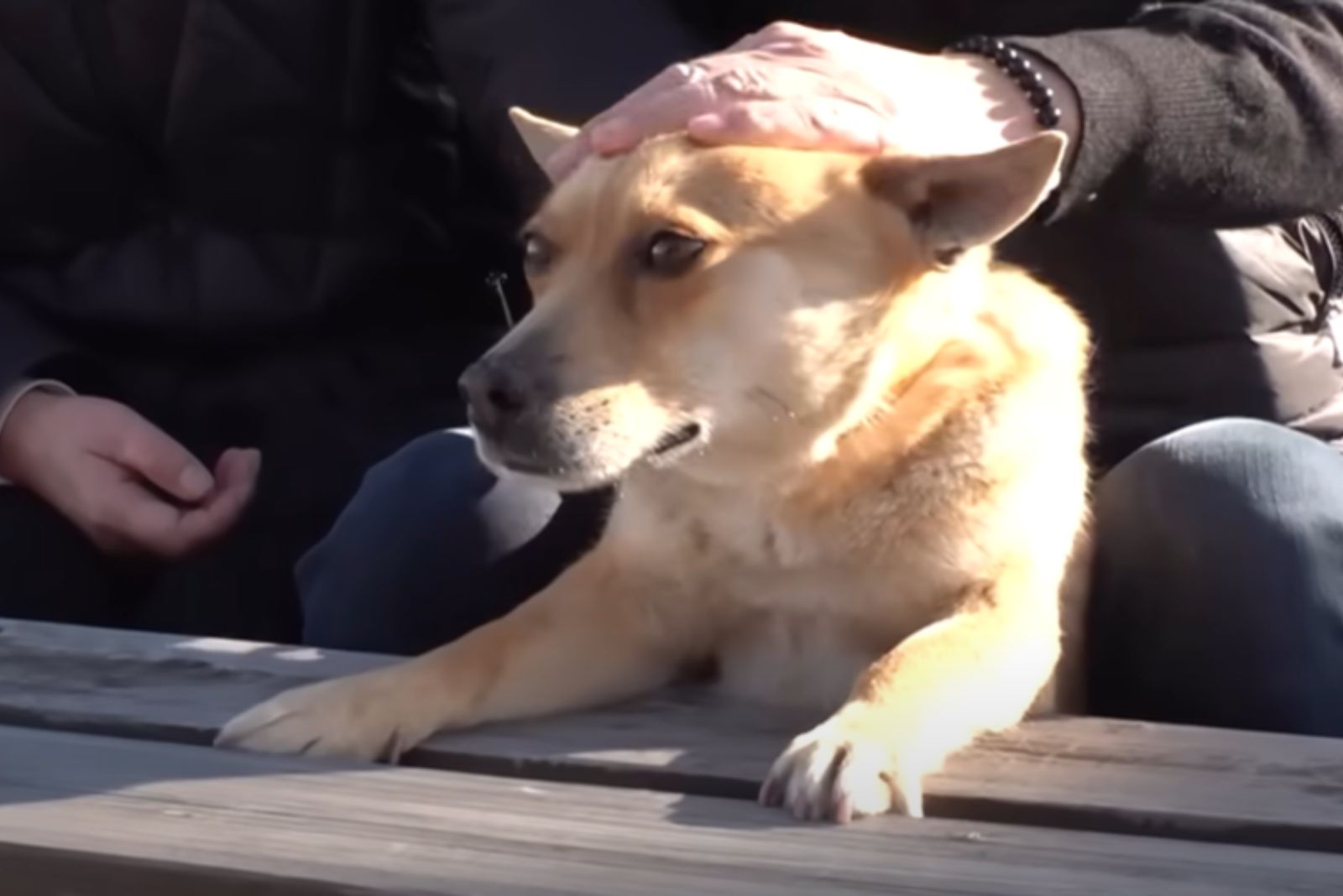 mujer acariciando perro