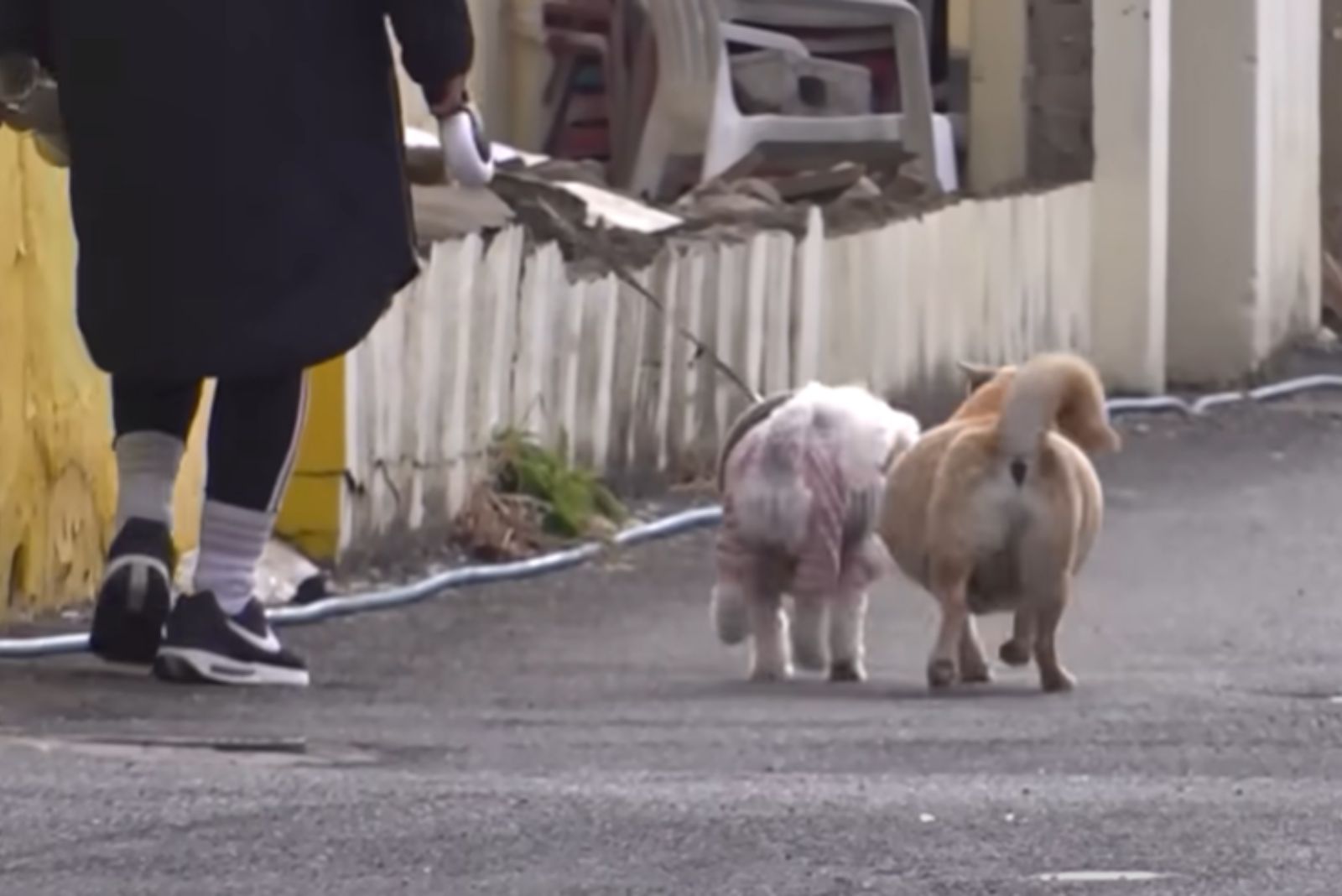 mujer caminando con perros