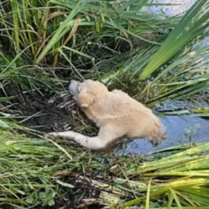perro atrapado en fango