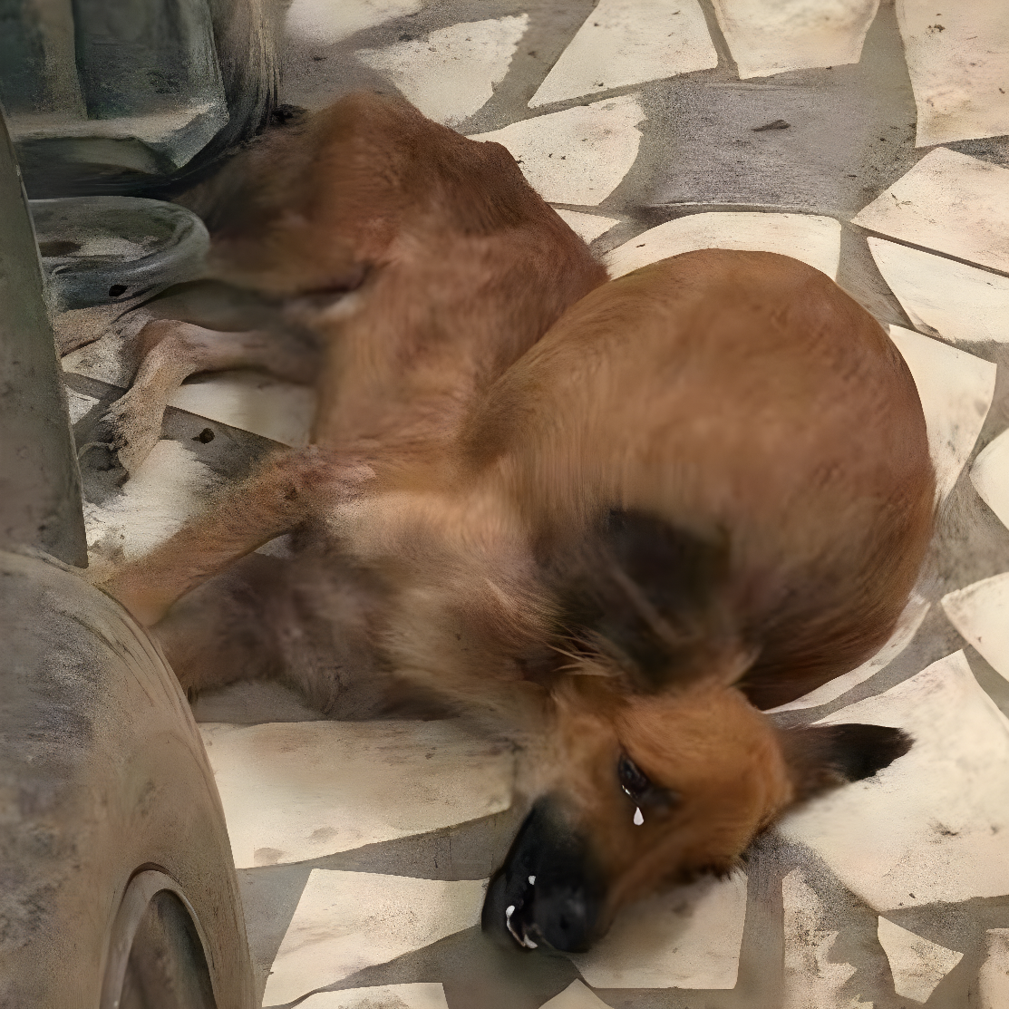 rescatan cachorro