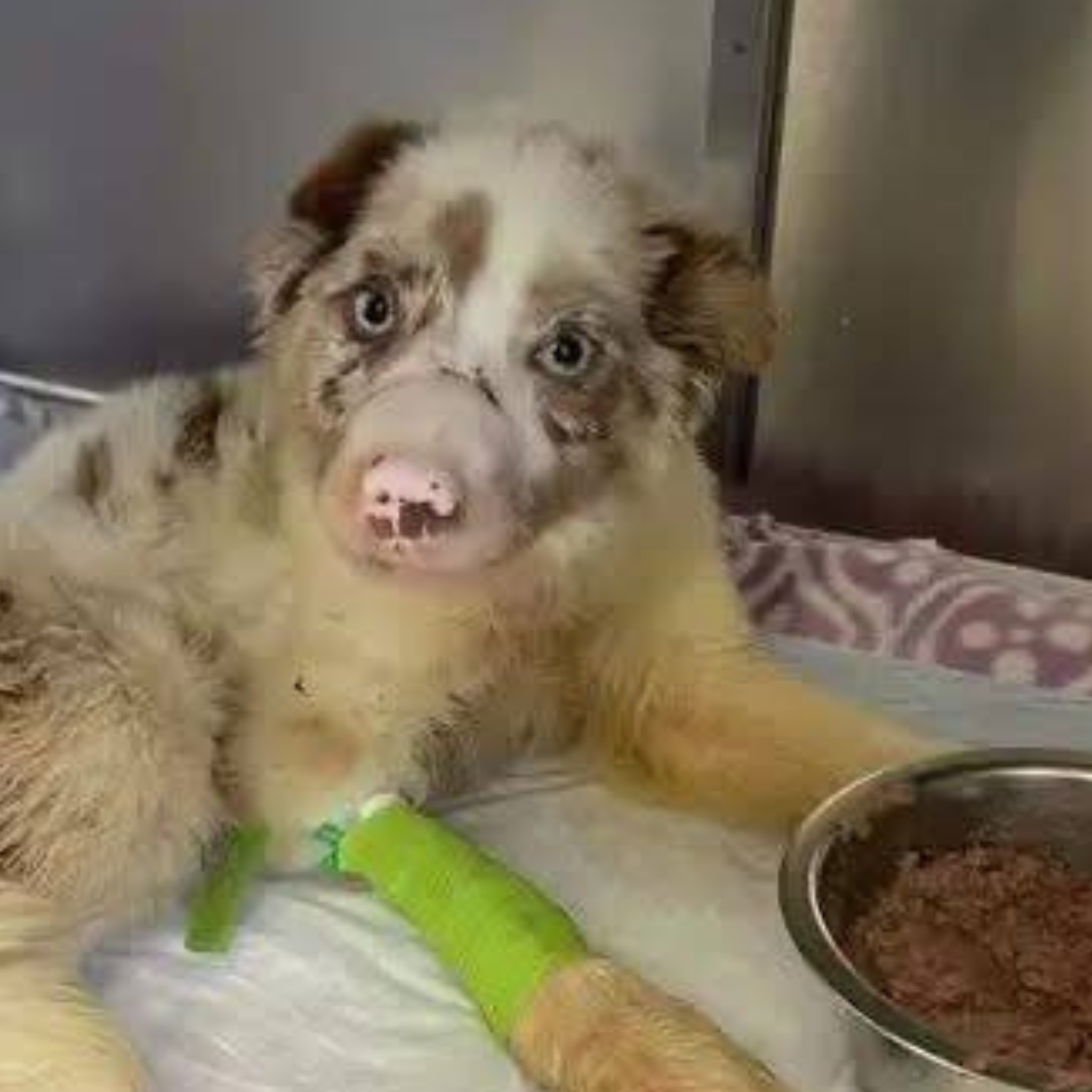 imagen del cachorro