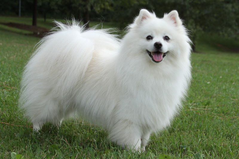 perro feliz