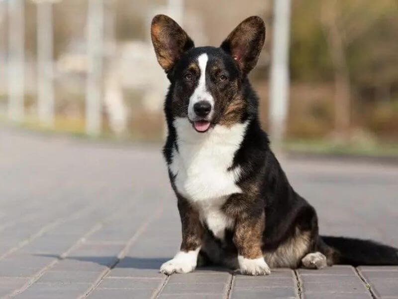 Perro feliz