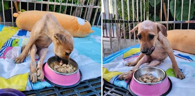 Recuperación en el santuario