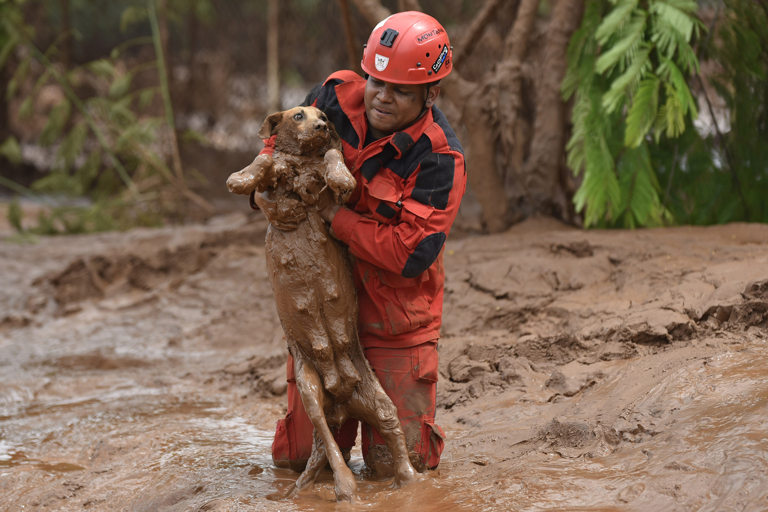Imagen de rescate de perro