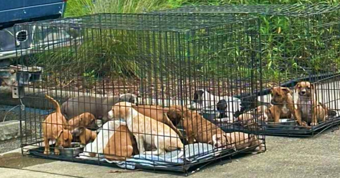 Cachorros rescatados