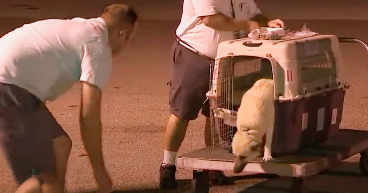 Perro y soldado reunidos