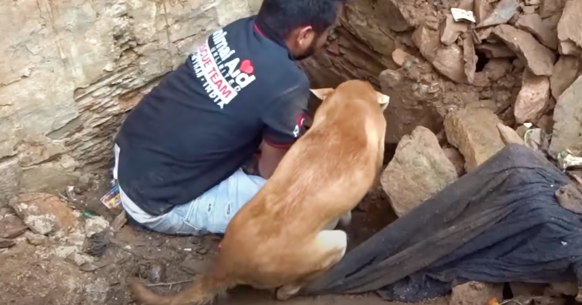 Rescate de cachorros