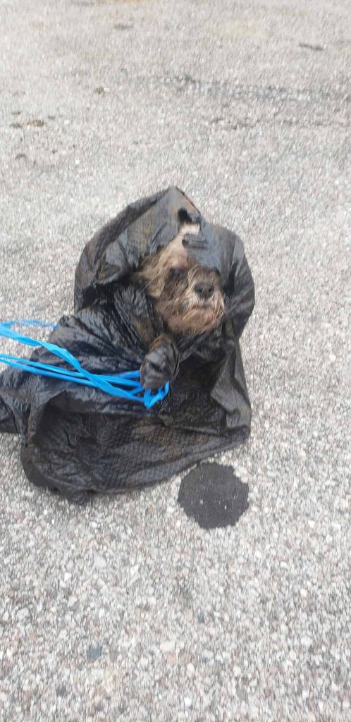 Xyla tras ser encontrada