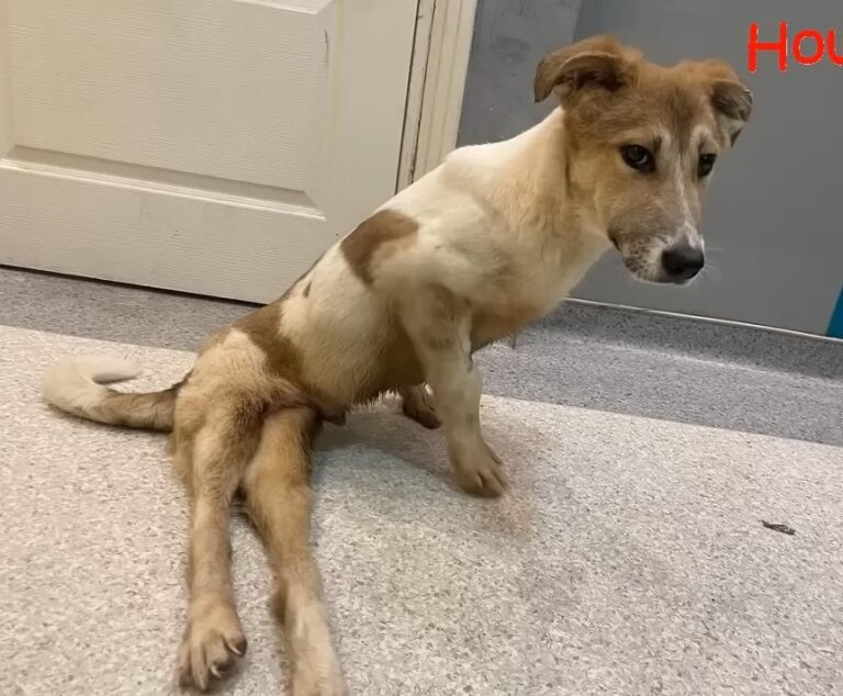 Lucky después de la operación