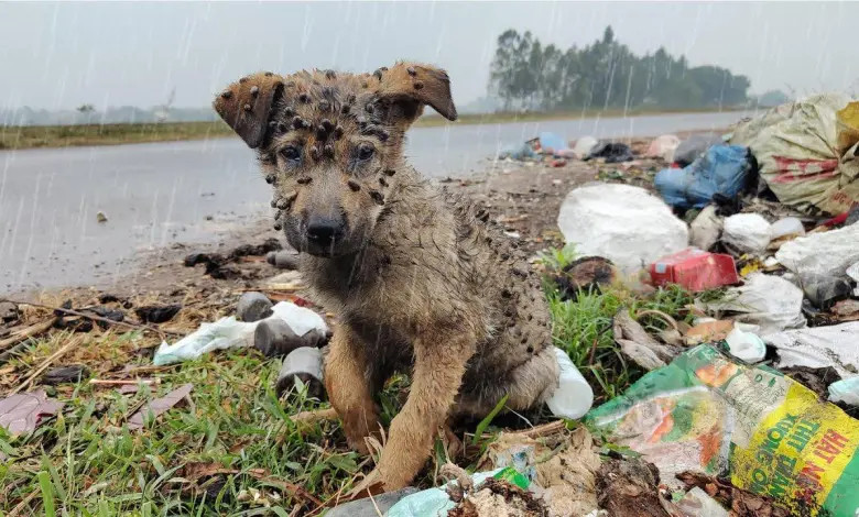 Cachorro rescatado en la nieve