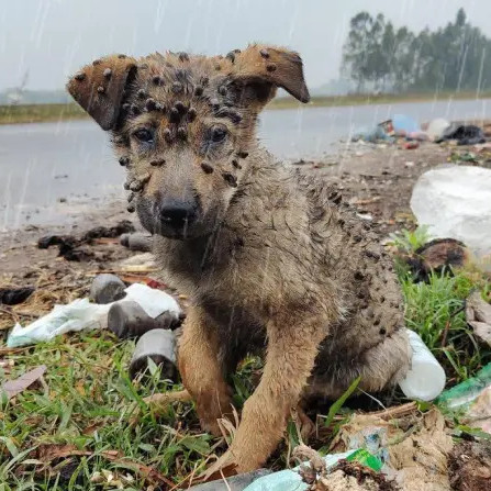 Momento del rescate del cachorro