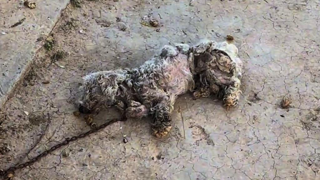 Perro en necesidad de rescate
