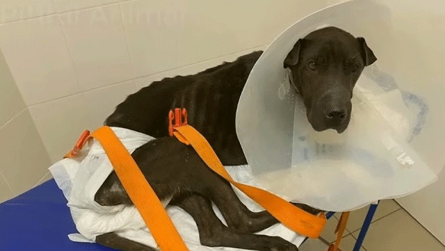 Atención veterinaria a Maυ