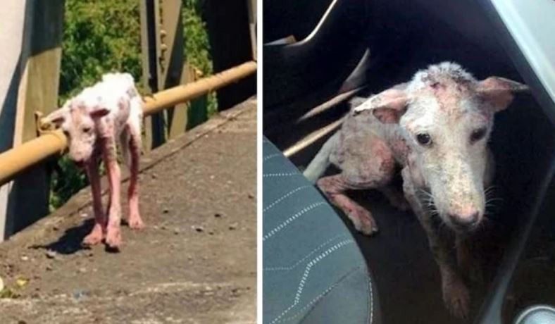 Perro rescatado en un callejón