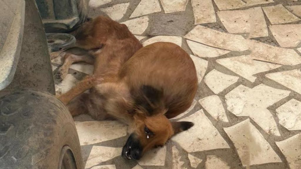cachorro recuperación