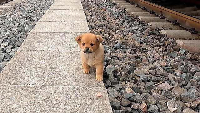 cachorro calmado junto a comida