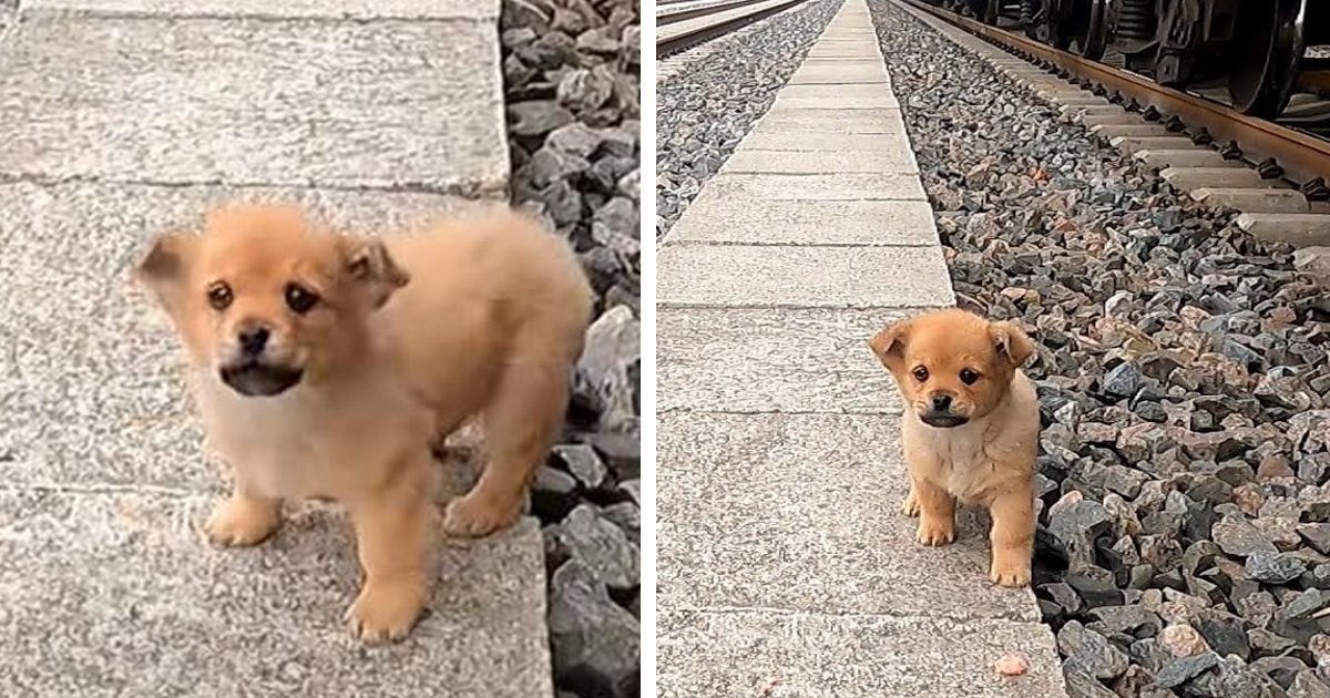 rescate del cachorro