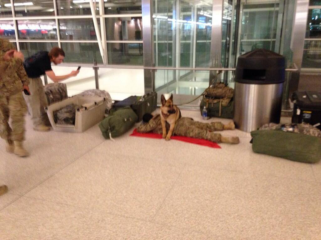 Perro vigilando al soldado mientras duerme