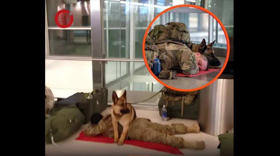 Perro militar vigilando a soldado dormido