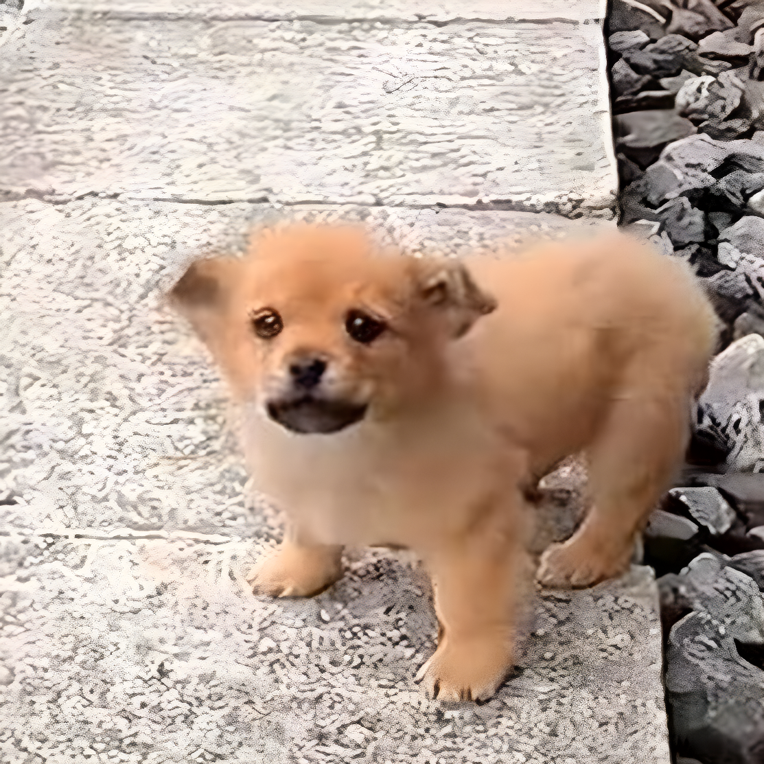cachorro junto a vías