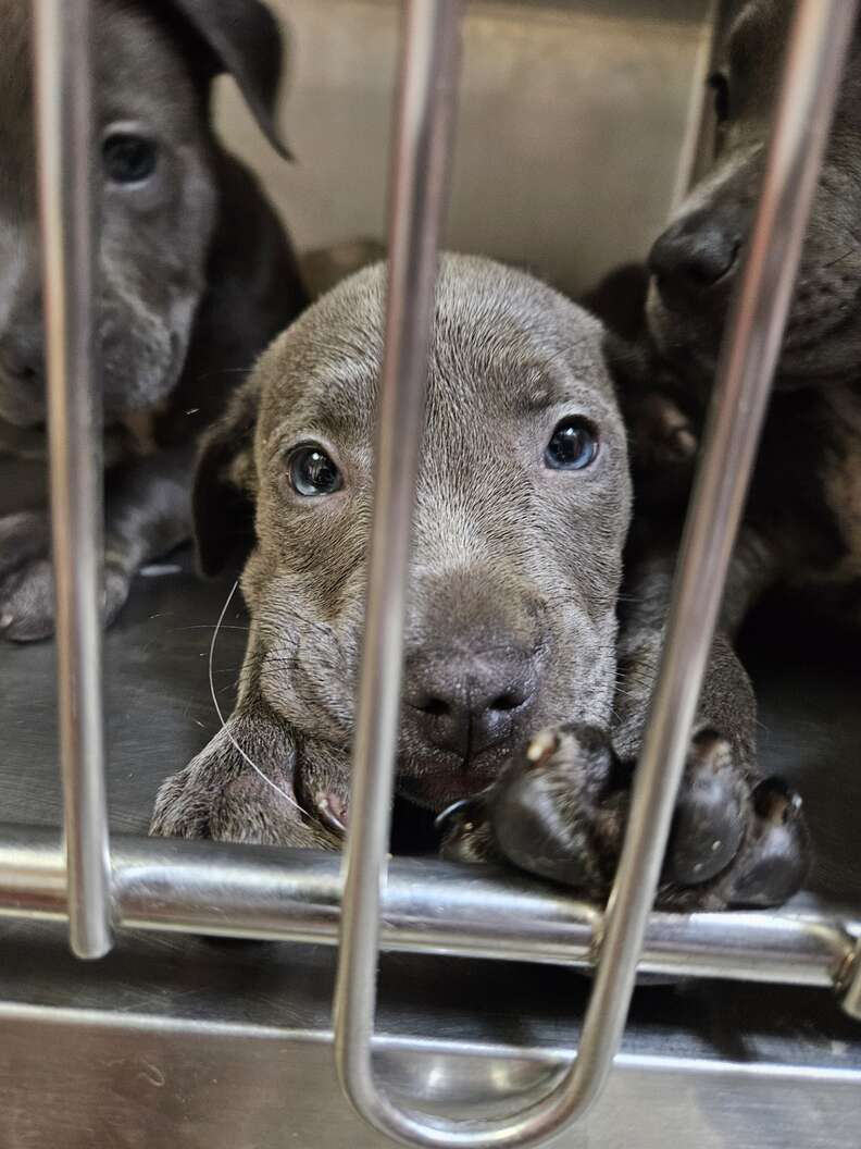 Cachorros rescatados