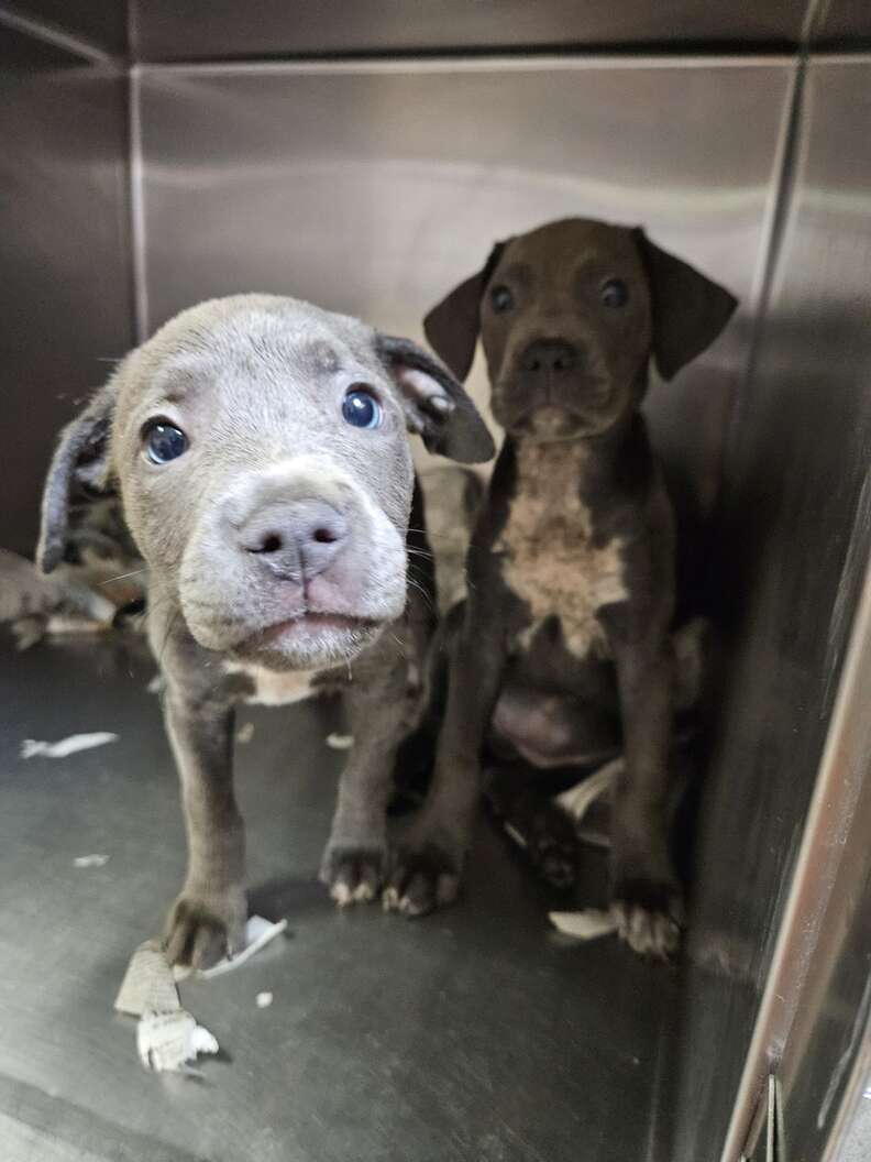 Cachorros en jaula