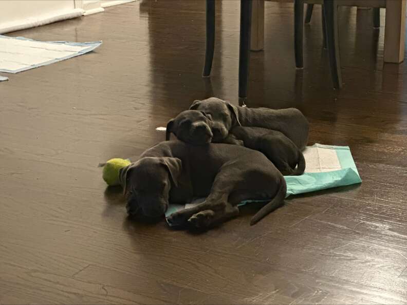 Cachorros felices