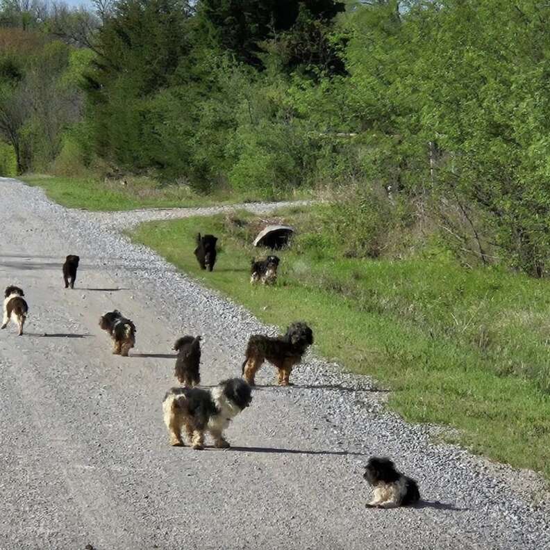 Cachorros en la calle