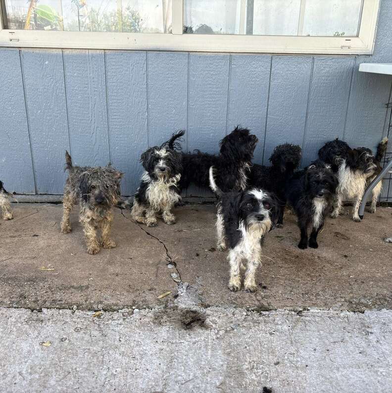 Cachorros en acogida