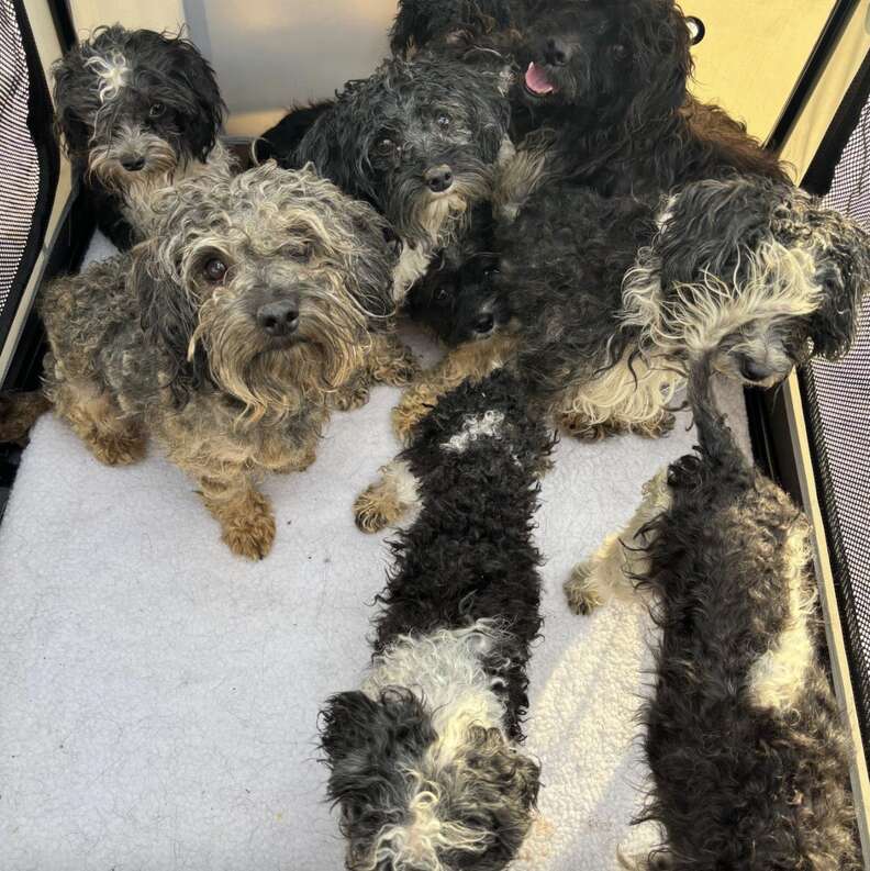 Cachorros abrazados