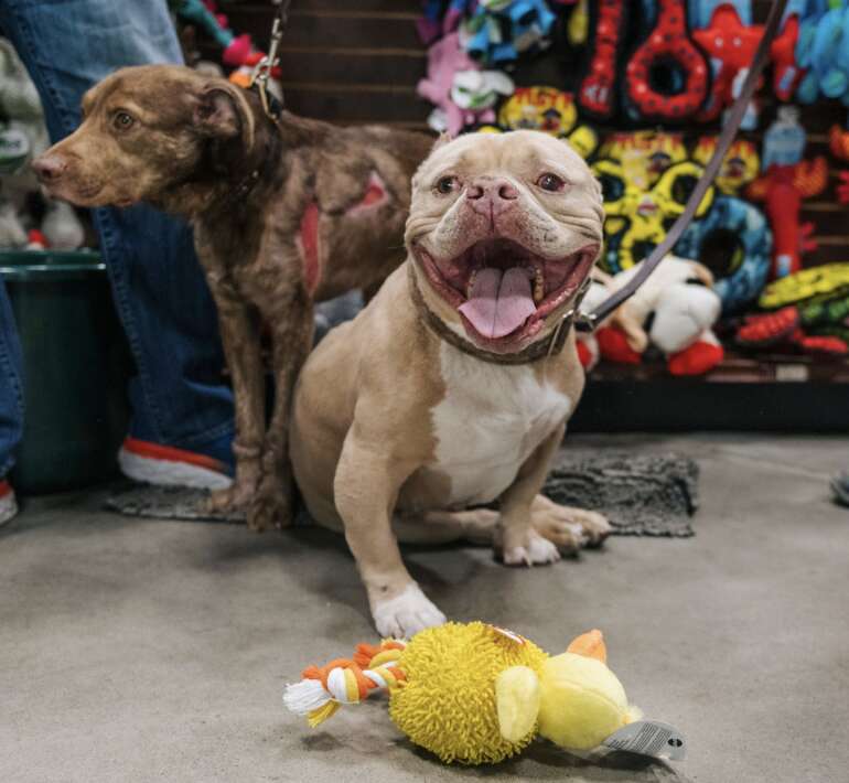 Leroy jugando con sus juguetes