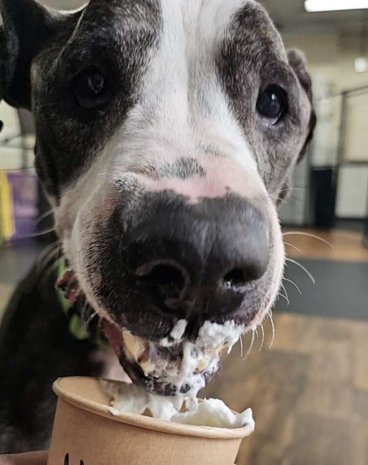 perro comiendo crema batida