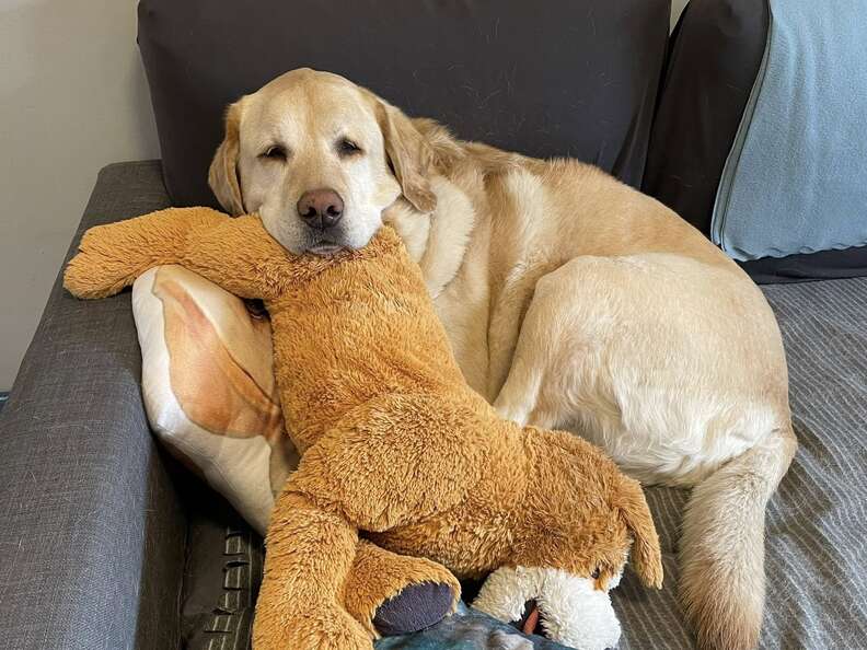 Buttercup abrazando un peluche