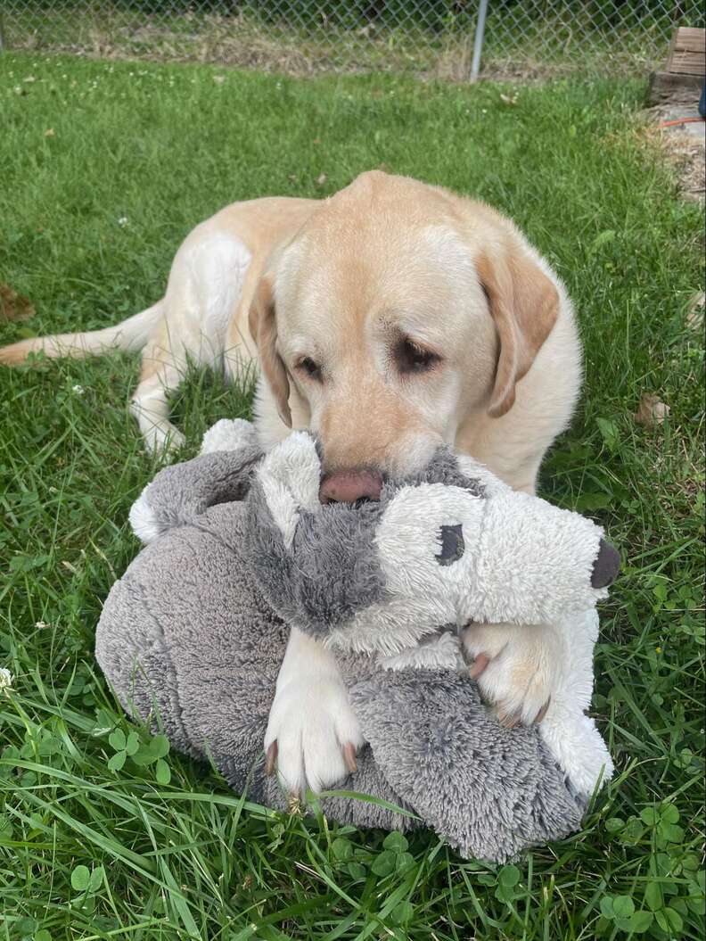 Buttercup chupando un husky de peluche