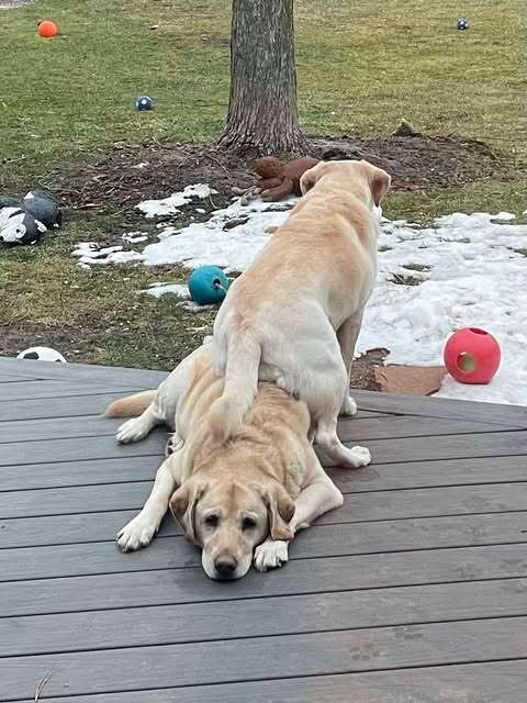 Buttercup y Peanut descansando juntas