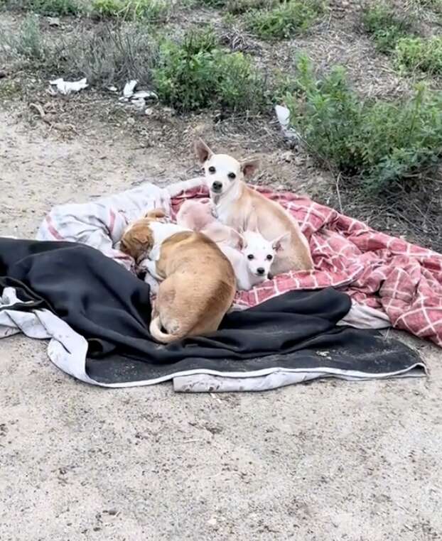 Familia de chihuahuas sobre una manta