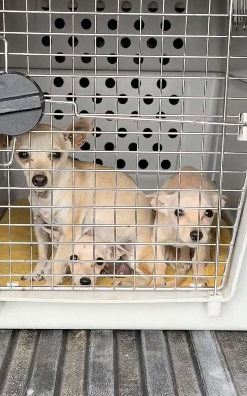 Perritos en jaula
