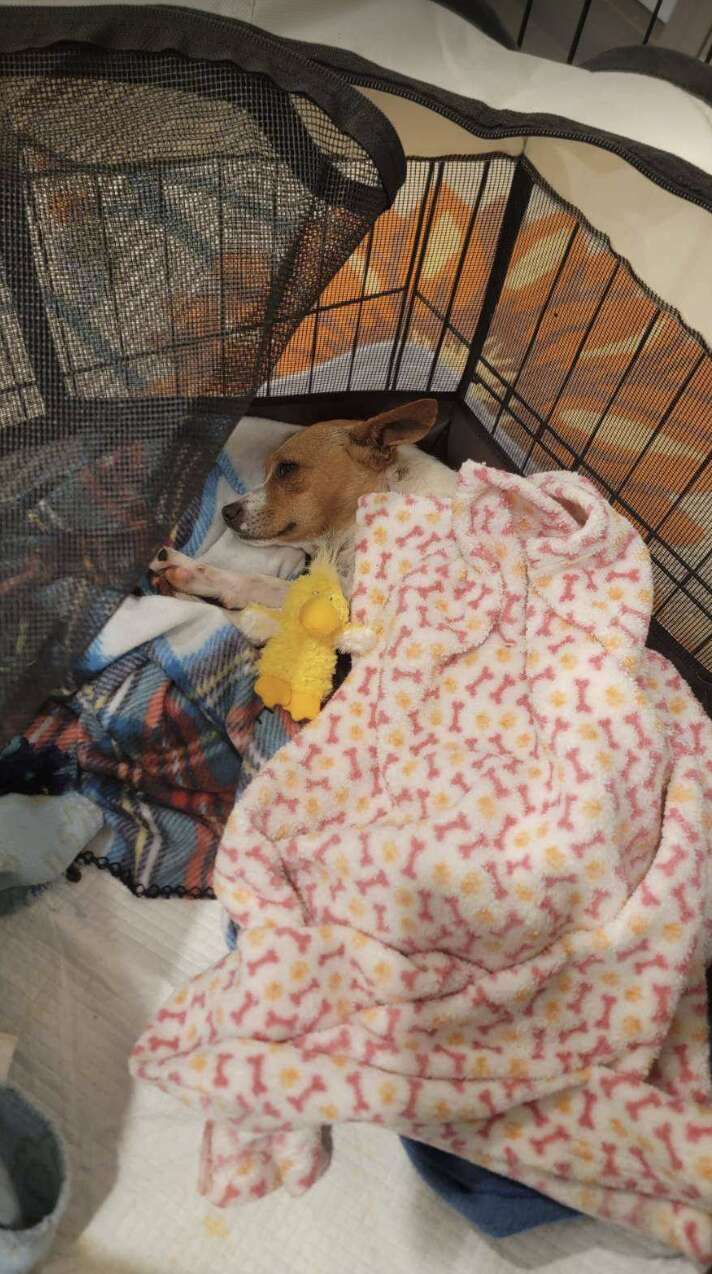 Perro bajo manta