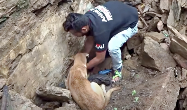 Cachorros rescatados emergiendo de los escombros