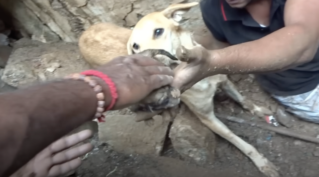 Madre con sus cachorros después del rescate