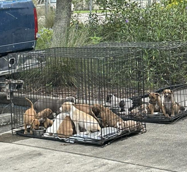 Imagen del rescate 1