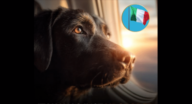 Perros en cabina de avión