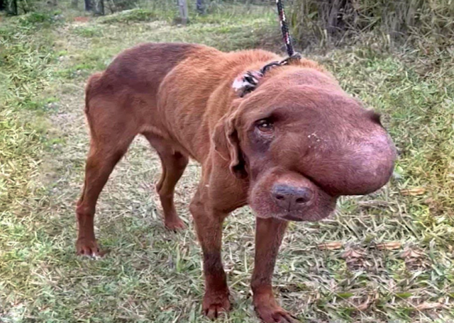 Perro herido junto a la carretera