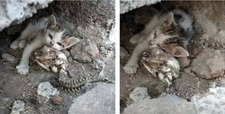Gatito durmiendo junto a su madre fallecida
