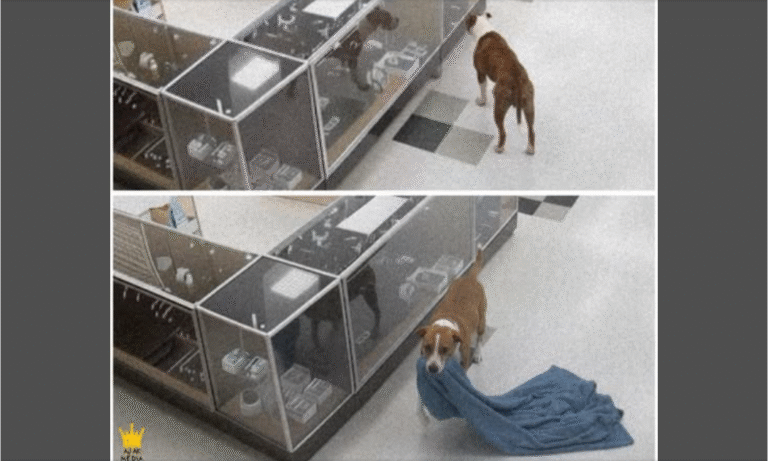 Perro arrastrando una manta fuera de una tienda