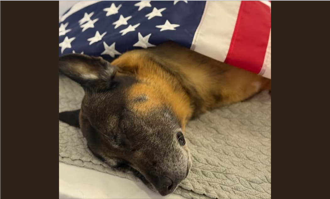 K9 Bragi